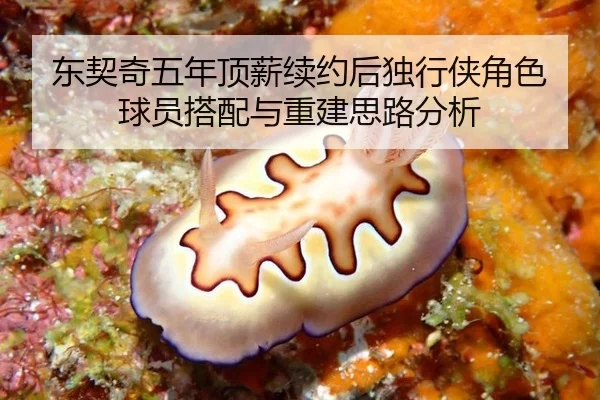 dong-qi-qi-wu-nian-ding-xin-xu-yue-hou-du-xing-xia-jue-se-qiu-yuan-da-pei-yu-chong-jian-si-lu-fen-xi-2-126.jpg